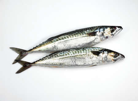 Mackerel, scomber scombrus, Fresh Fish against White Backgroundの写真素材