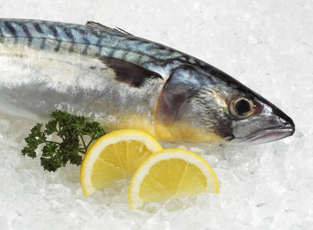 Mackerel, scomber scombrus, Fresh Fish with Lemon and Parsley on Iceの写真素材