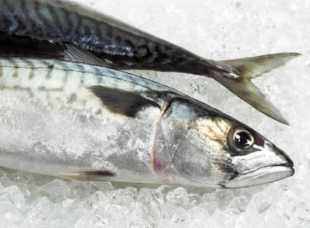 Mackerel, scomber scombrus, Fresh Fish on Iceの写真素材