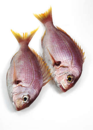 Red Sea Bream, pagellus bogaraveon, Fresh Fish against White Background