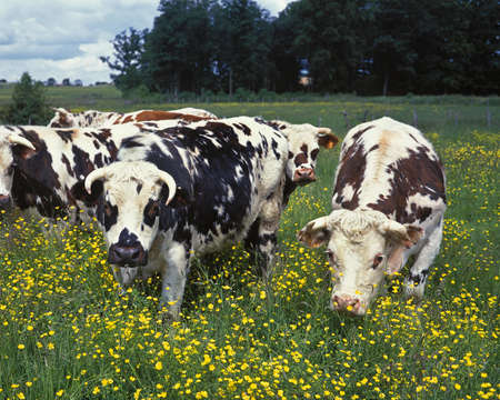 Normandy Cow, Calvados in France