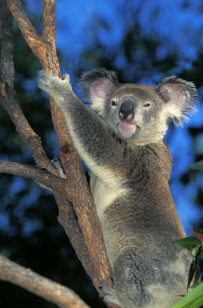 Koala, phascolarctos cinereus, Adult standing on Branch, Australiaの写真素材
