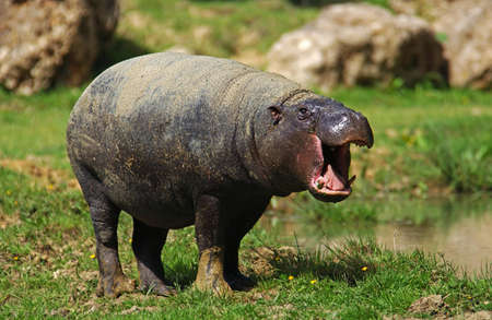 Pygmy Hippopotamus, choeropsis liberiensis, Adult Yawning
