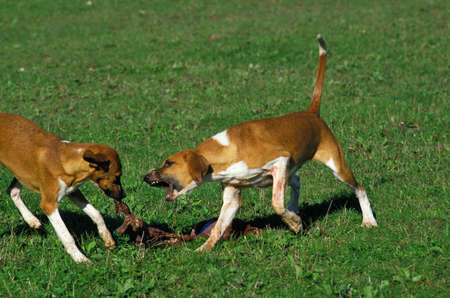 Great Anglo-French White and Orange Hound, Dog eating Game animalの写真素材