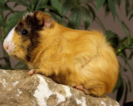 Guinea Pig, cavia porcellusの写真素材
