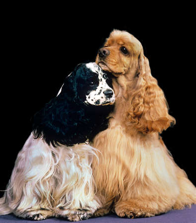 American Cocker Spanielの写真素材