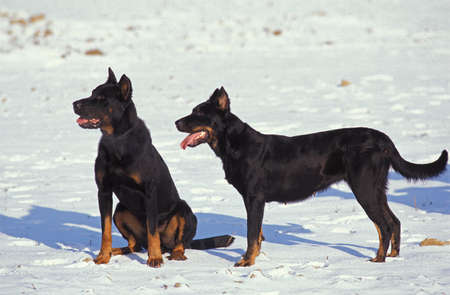 Beauceron Dog or Beauce Sheepdog standing on Snow, (Old Standard Breed with Cut Ears)の写真素材