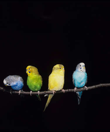 Budgerigar, melopsittacus undulatus, Group against Black Backgroundの写真素材