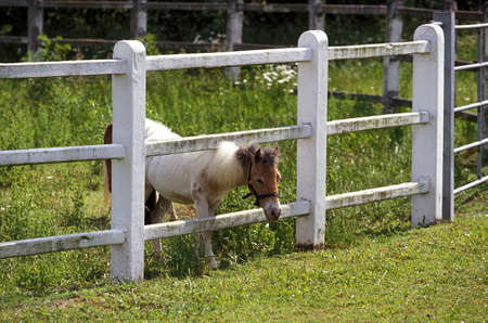 American Miniature Horse, Adult standing in Paddock