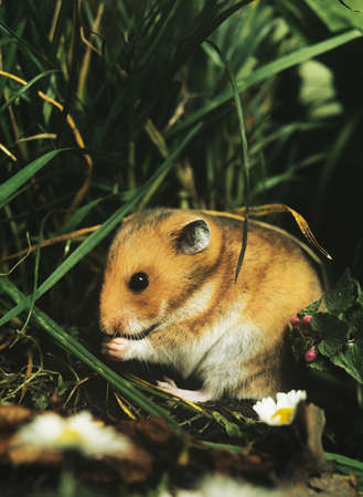 Golden Hamster, mesocricetus auratus, Adult eatingの写真素材