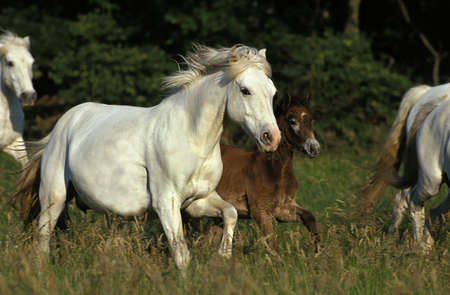 Camargue Horse, Herd standing in Meadowの写真素材