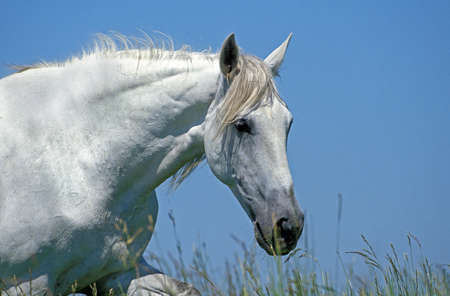Lusitano Horse, Portrait of Adult against Blue Skyの写真素材