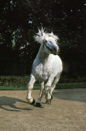 Boulonnais Horse, Haras de Compiegne in France