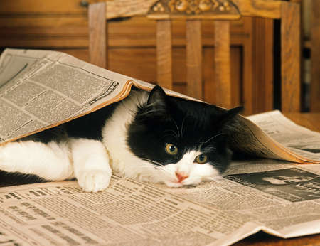 Black and White Skogkatt Domestic Cat, Adult playing with Newspaperの写真素材