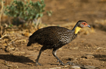 Yellow-Necked Spurfowl, francolinus leucoscepus, Adult, Kenyaの写真素材