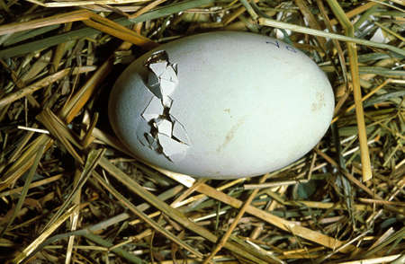 White Stork, ciconia ciconia, Chick Hatching from Egg in Nest