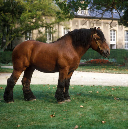 Ardenese Horse, Stallion at Haras de Compiegne in Franceの写真素材