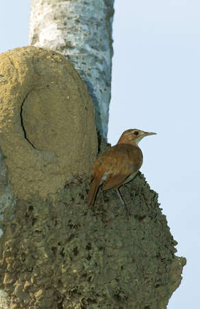 Rufous Ornero, furnarius rufus, Adult standing near Nest, Pantanal in Brazilの写真素材