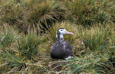 Southern Royal Albatross, diomedea melanophris, Immature in Transitional Plumage, Antarcticaの写真素材