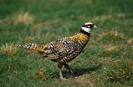 Reeves's Pheasant, syrmaticus reevesii, Male standing on Grassの写真素材