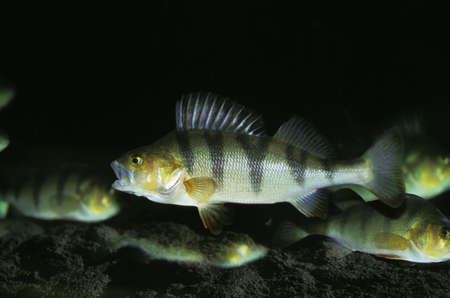 European Perch, perca fluviatilis, Adults
