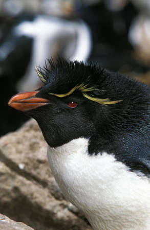 Rockhopper Penguin, eudyptes chrysocome, Portrait of Adult, Antarcticaの写真素材