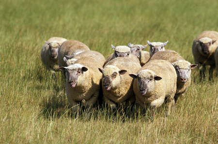 Vendeen Sheep, a French Breed, Herd standing in Meadow