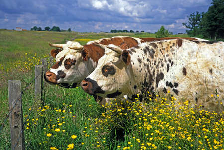 Normandy Cow with Flowers, Calvados in Normandy