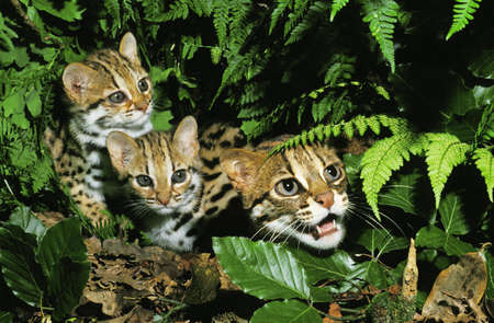 Leopard Cat, prionailurus bengalensis, Female with Cub