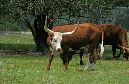 Longhorn Cow, Cattle Breed fron USA
