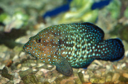Giant Merou, epinephelus lanceolatus, Adult