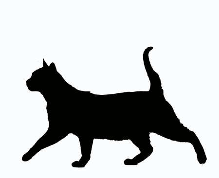 Zibeline Burmese Domestic Cat, Silhouette of Adult against White Backgroundの写真素材