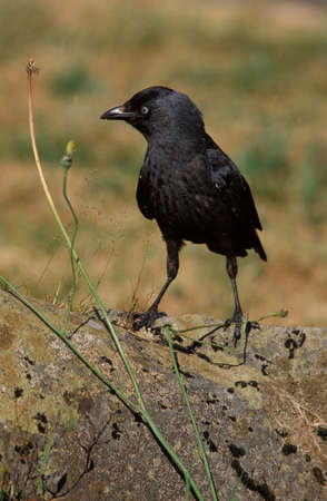 Jackdaw, corvus monedula, Adult standing on Stone