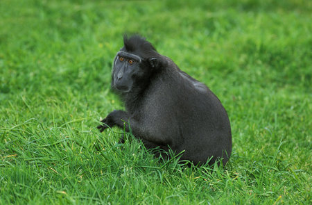 Crested Black Macaque, macaca nigra, Adult sitting on Grassの写真素材