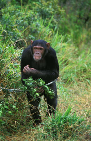Chimpanzee, pan troglodytes, Adult standing on Long Grass