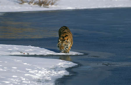 Siberian Tiger, panthera tigris altaica, Adult standing in Snowの写真素材
