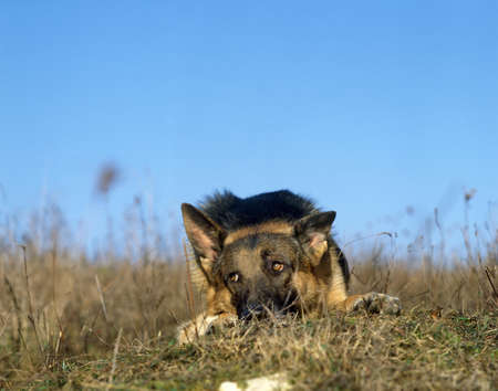 German Shepherd Dog, Adult laying Down on Grass, Submissive Postureの写真素材