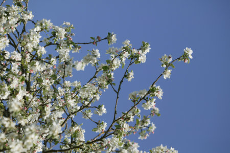 Blooming Cherry Tree, prunus cerasus, Normandy