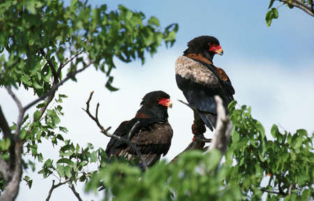 Bateleur Eagle, terathopius ecaudatus, Pair standing in Tree, Namibiaの写真素材