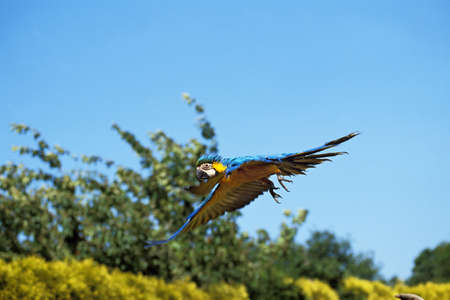 Blue and Yellow Macaw, ara ararauna, Adult in Flight