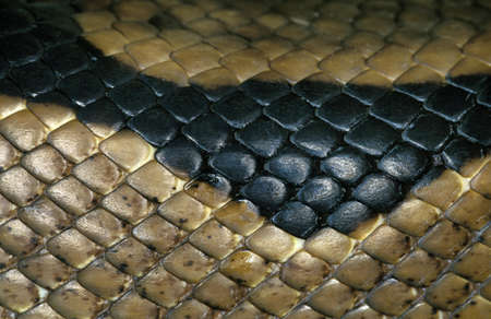 Royal Python, python regius, Close Up of Skin