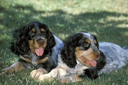 Picardy Spaniel Dog, Puppies laying on grass