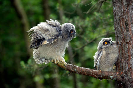 Long-eared Owl, asio otus, Chick standing on Branch, Opening Wings, Normandyの写真素材