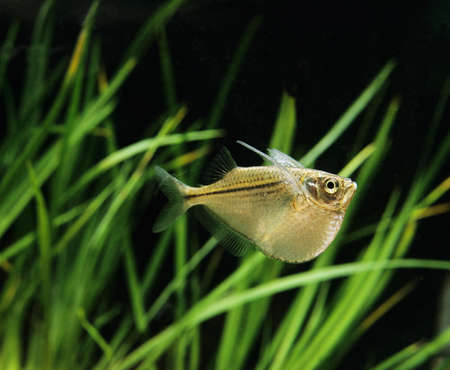 Spotted Hatchetfish, gasteropelecus maculatus
