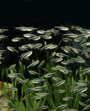 Tetra Fishes, aphyocharax sp.の写真素材
