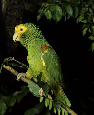 Yellow-Headed Parrot, amazona oratrix, Adult standing on Branch