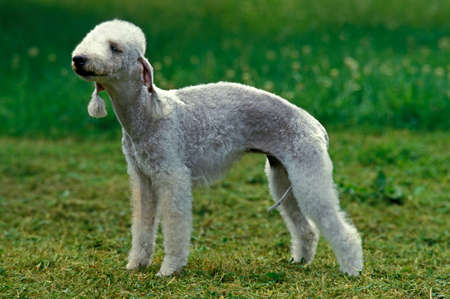 Bedlington Terrier, Adult standing on Grassの写真素材