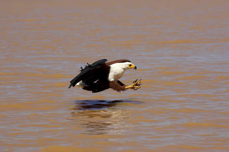 African Fish-Eagle, haliaeetus vocifer, Adult in Flight, Fishing at Baringo Lake in Kenyaの写真素材