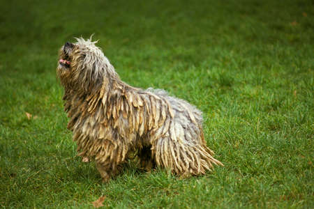 Bergamasco Sheepdog or Bergamese Shepherd, Adult standing on Grassの写真素材