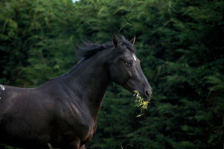 Appaloosa Horse eating Grassの写真素材